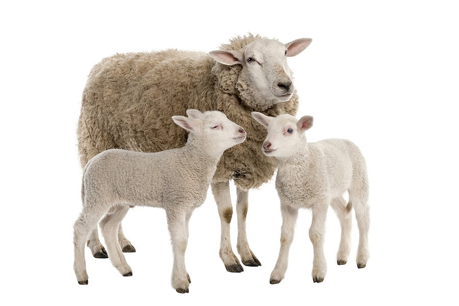Mother sheep and baby lambs