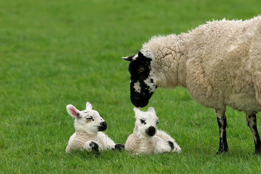 Mother sheep tending to her lambs laying in the grass