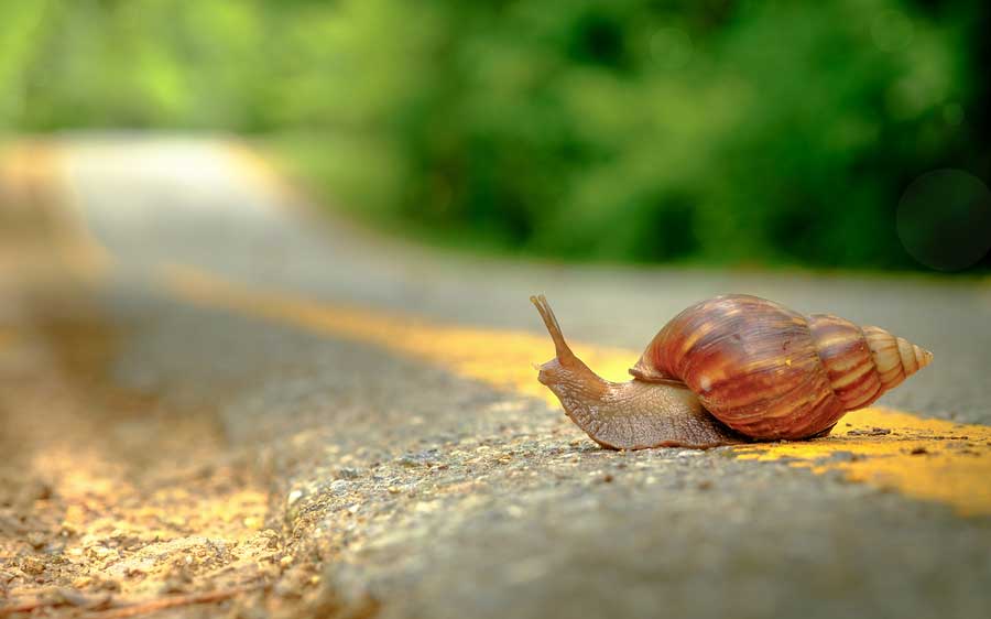Snail crossing the road