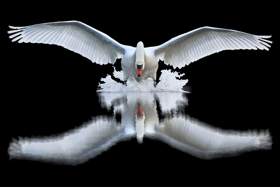 Swan taking off from water